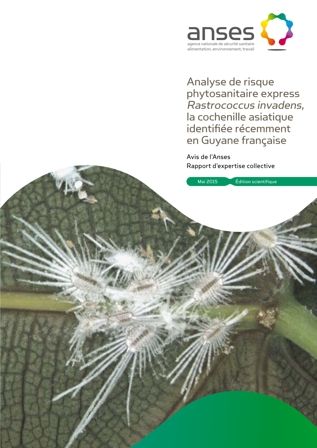 (ERS) Sur La Cochenille Asiatique, Rastrococcus Invadens Identifiée Récemment En Guyane Française »