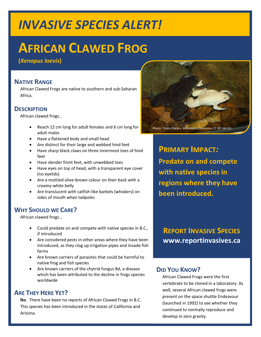 Invasive Species Alert! African Clawed Frog