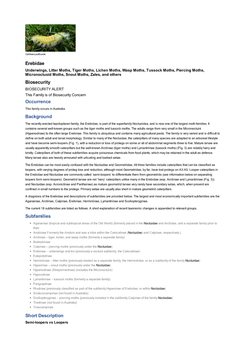 Erebidae Biosecurity Occurrence Background Subfamilies Short