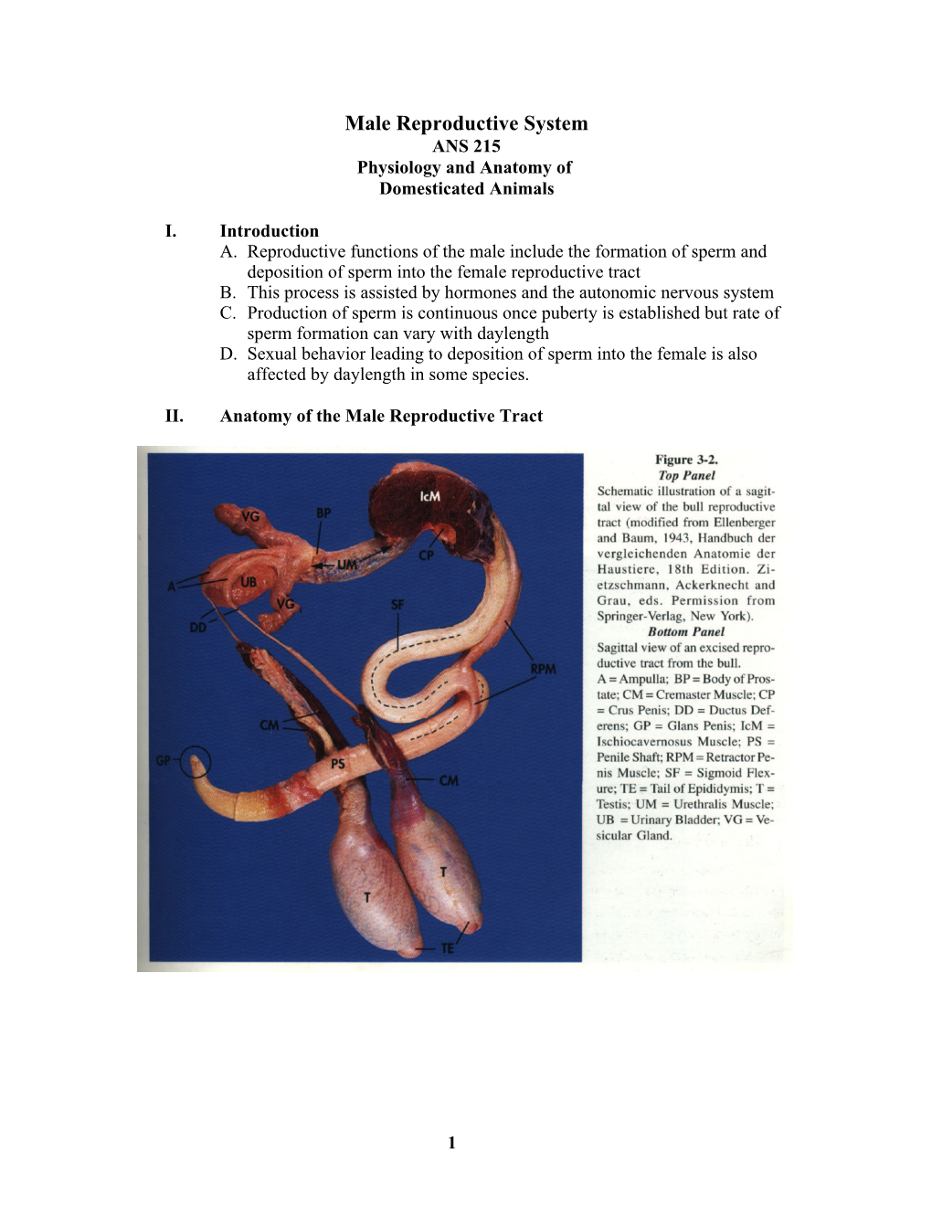 Male Reproductive System ANS 215 Physiology and Anatomy of Domesticated Animals