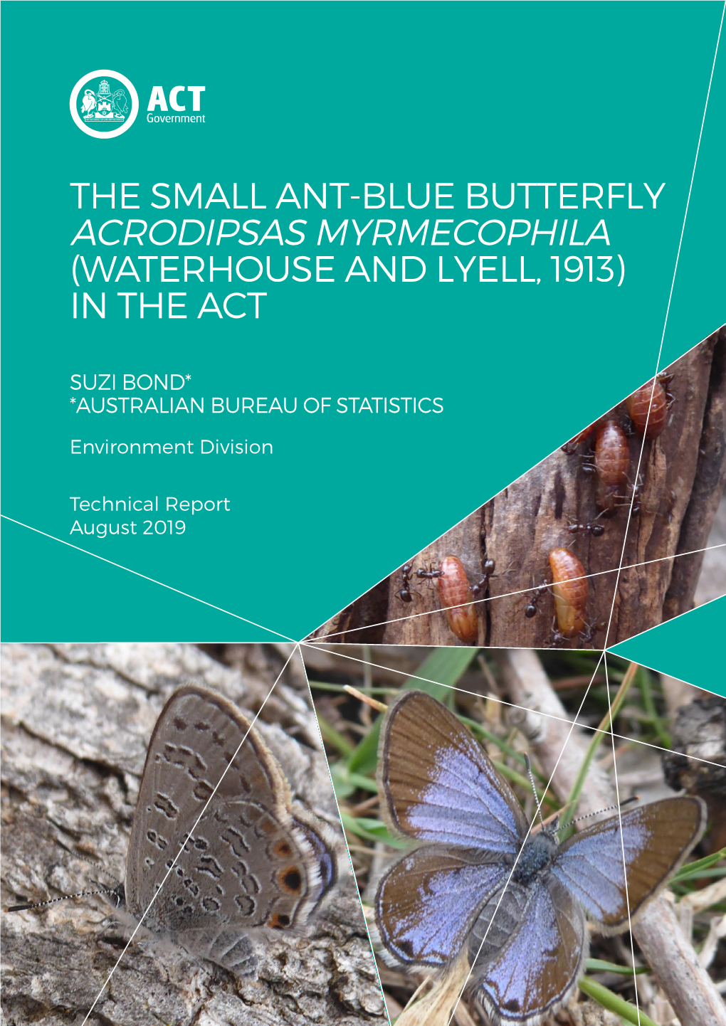 The Small Ant-Blue Butterfly in The