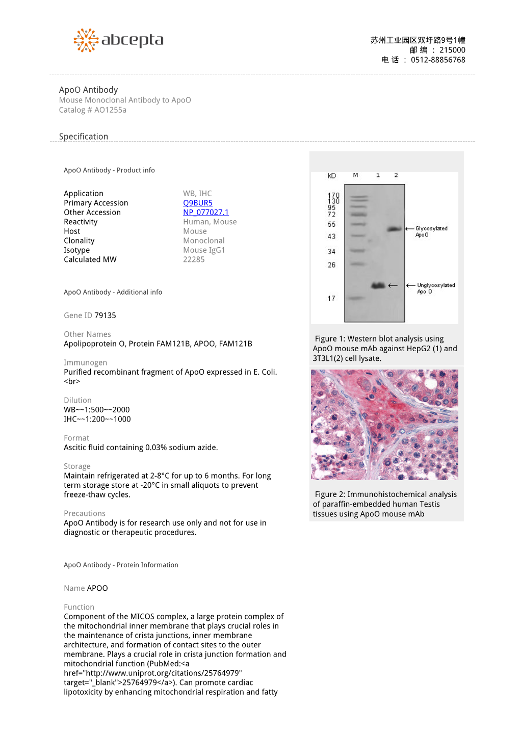 Apoo Antibody Mouse Monoclonal Antibody to Apoo Catalog # Ao1255a