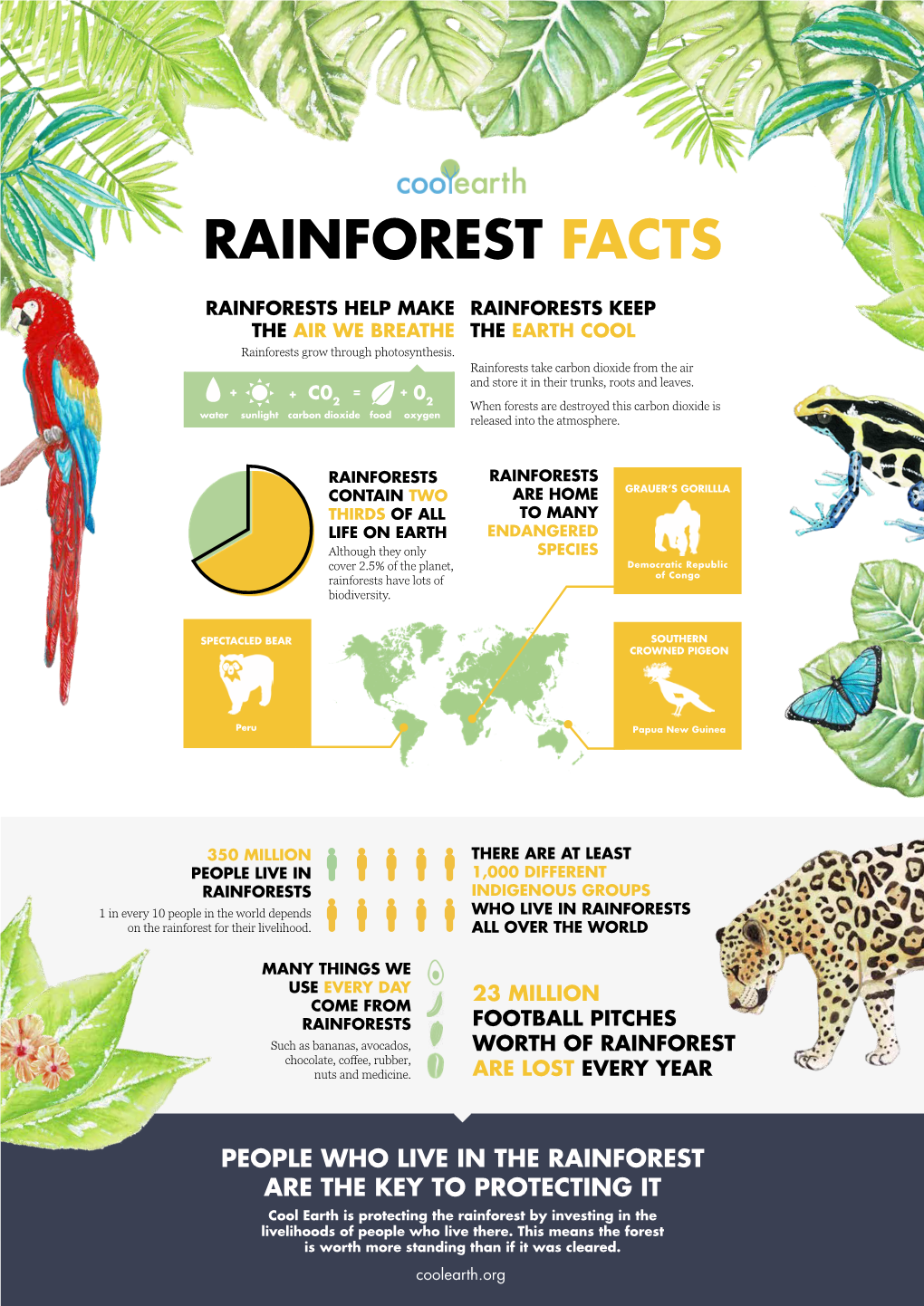 Rainforest Facts