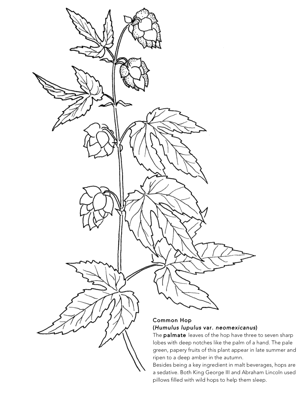 Common Hop (Humulus Lupulus Var. Neomexicanus) the Palmate Leaves of the Hop Have Three to Seven Sharp Lobes with Deep Notches Like the Palm of a Hand