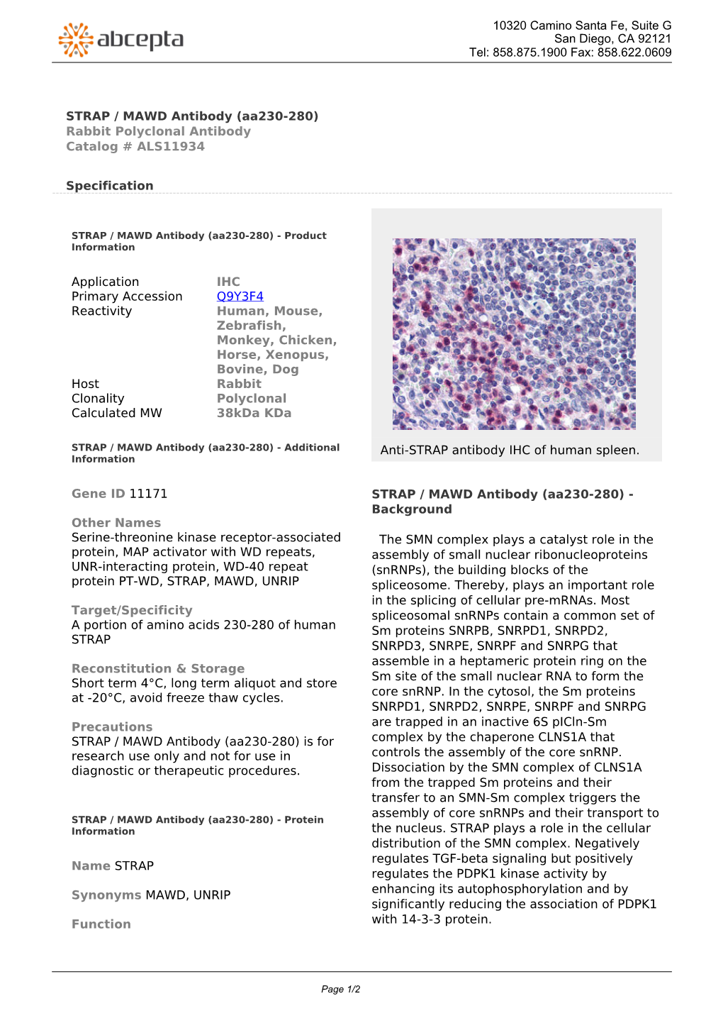 STRAP / MAWD Antibody (Aa230-280) Rabbit Polyclonal Antibody Catalog # ALS11934