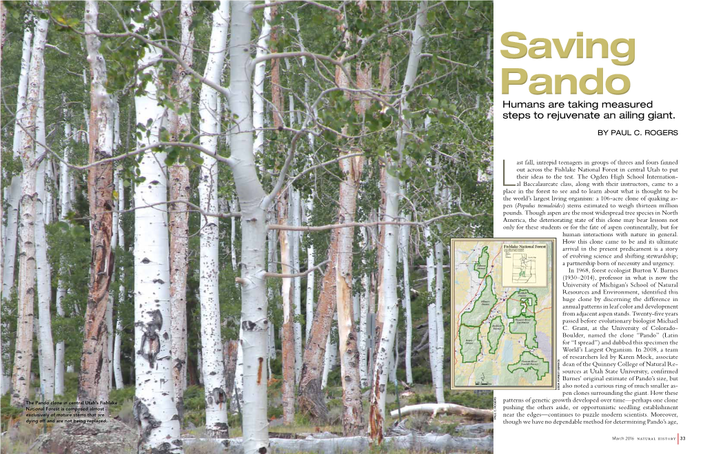 Saving Pando Humans Are Taking Measured Steps to Rejuvenate an Ailing Giant