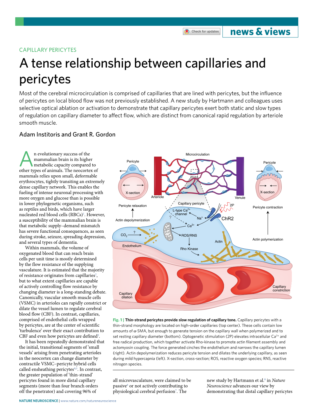 A Tense Relationship Between Capillaries and Pericytes