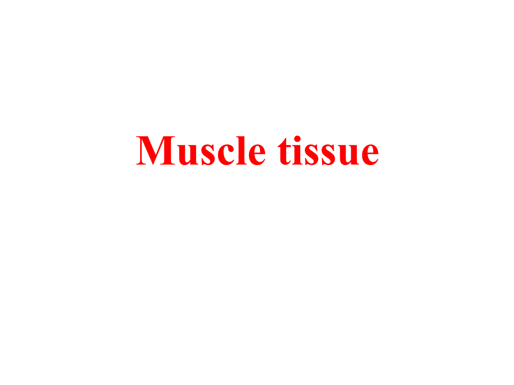 Muscle Fiber, Is Actually a Multinucleated Syncytium