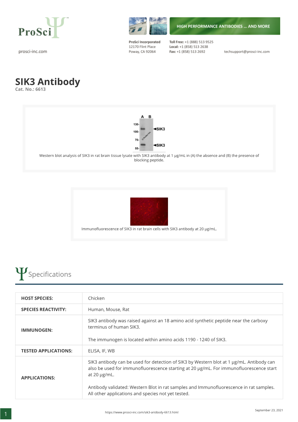 SIK3 Antibody Cat