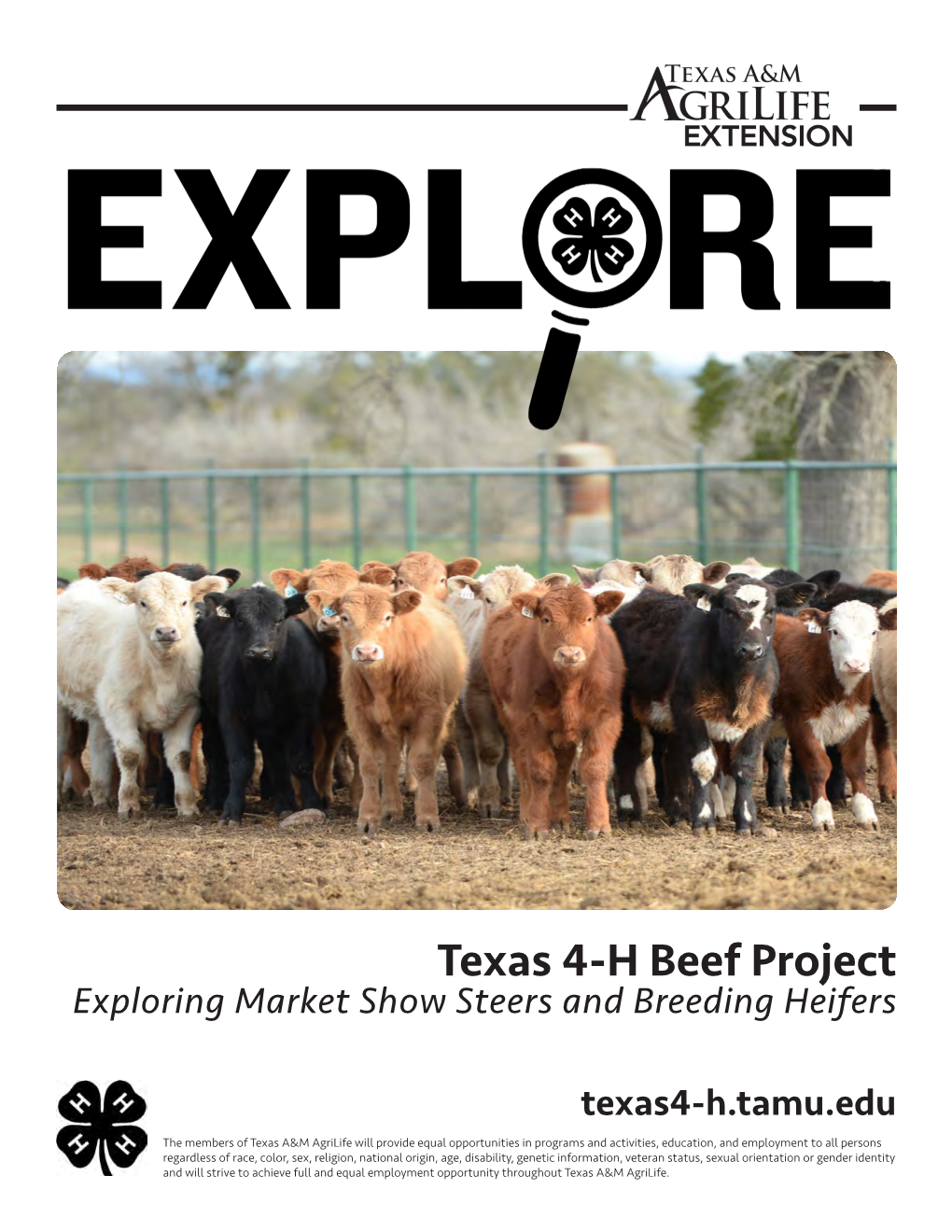 Texas 4-H Beef Project Exploring Market Show Steers and Breeding Heifers