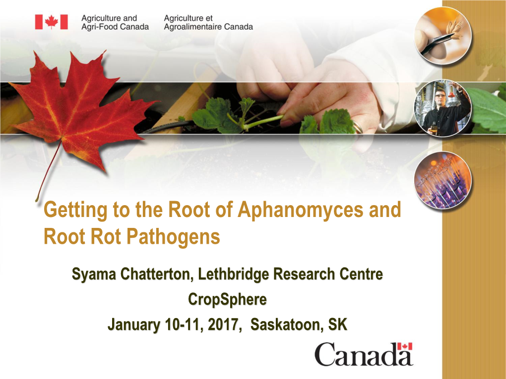 Getting to the Root of Aphanomyces and Root Rot Pathogens