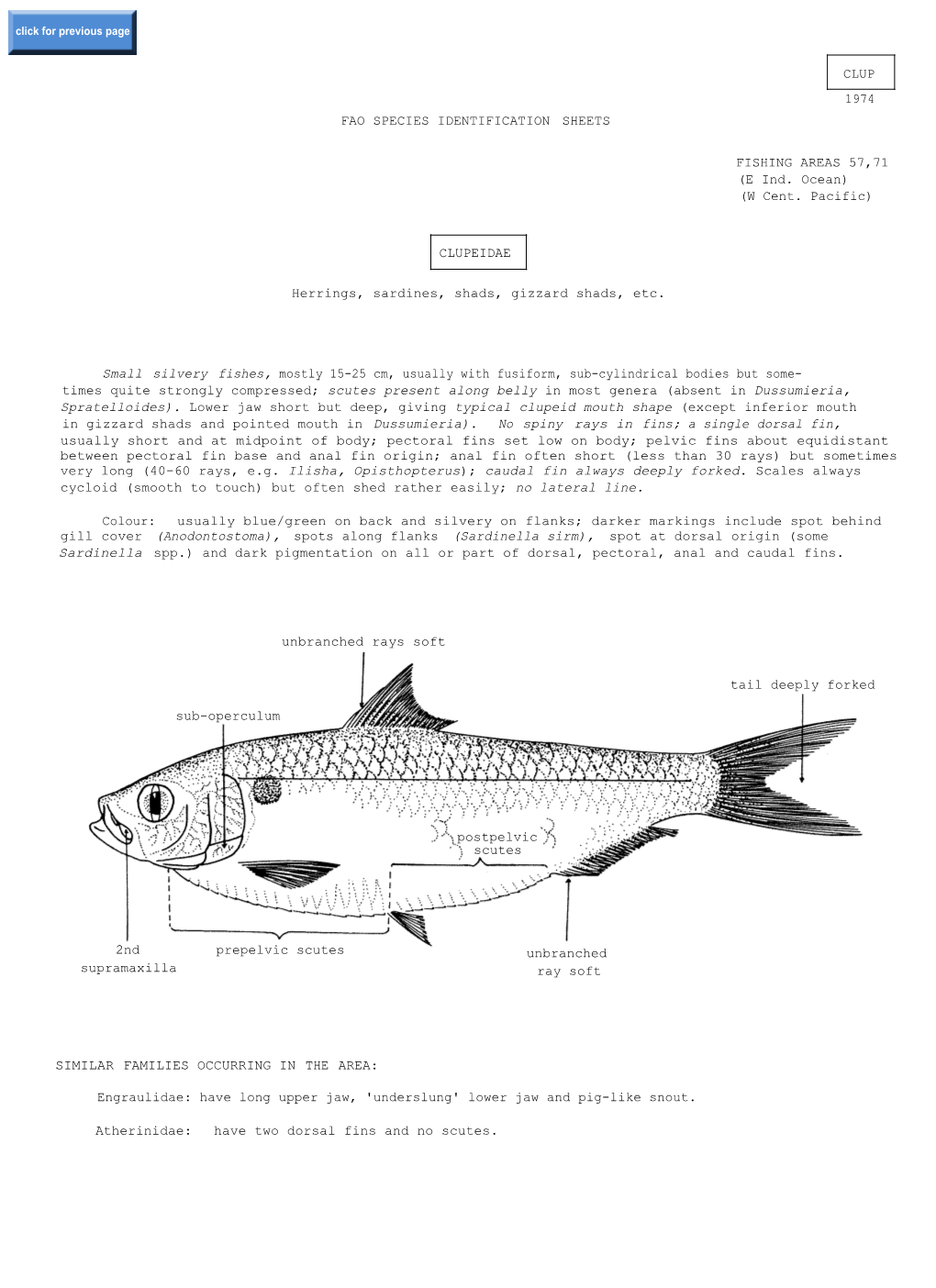 FAO SPECIES IDENTIFICATION SHEETS CLUPEIDAE Herrings