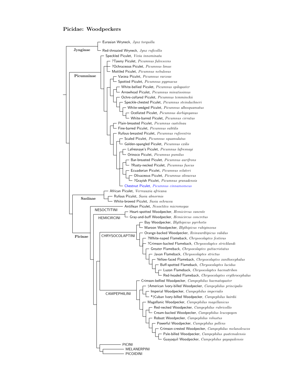 Picidae Species Tree