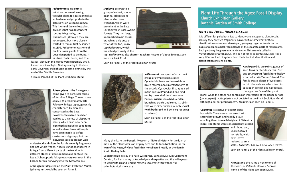 Notes on Fossil Nomenclature Species Living Today, the Forests