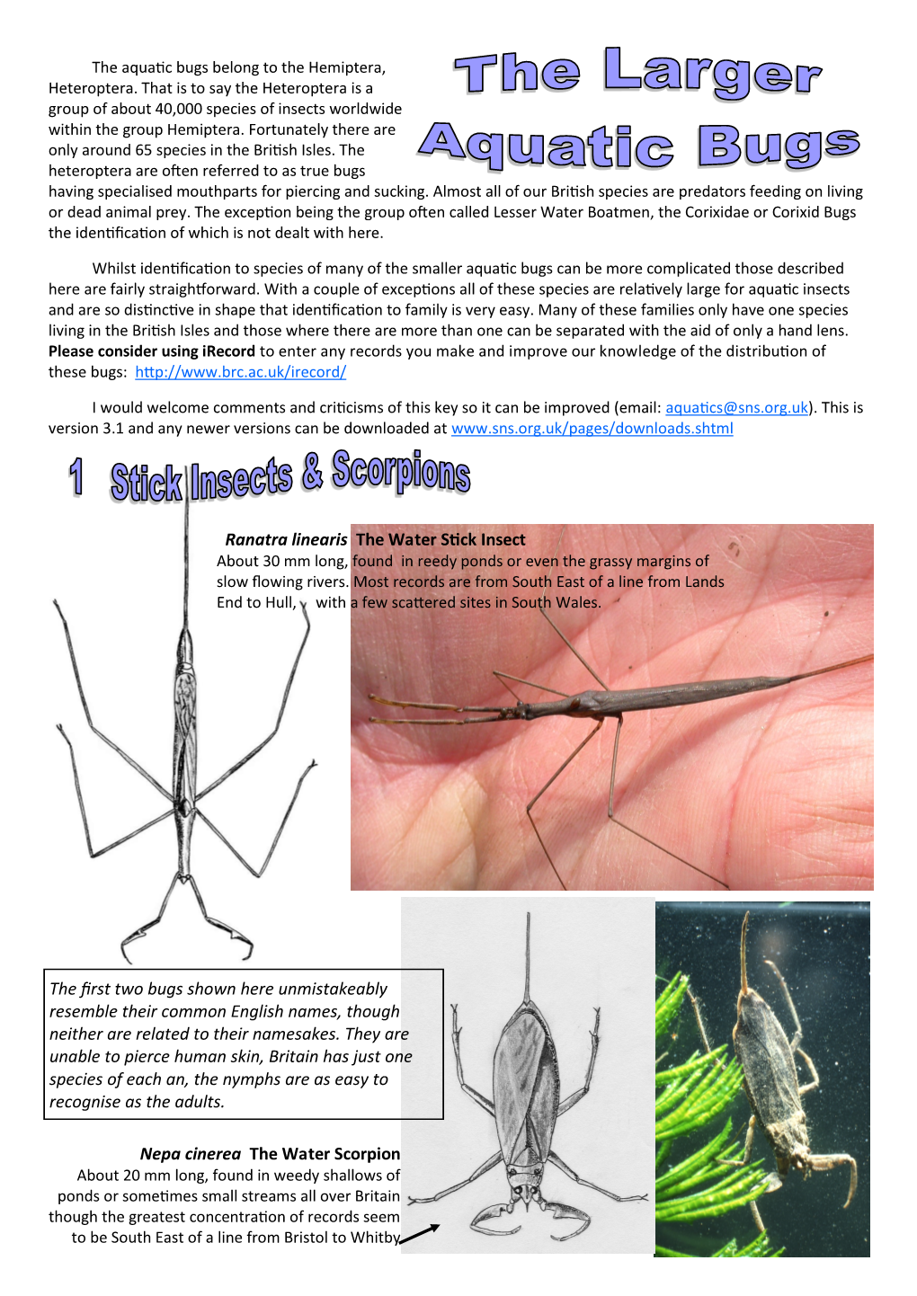 Ranatra Linearis the Water Stick Insect Nepa Cinerea the Water