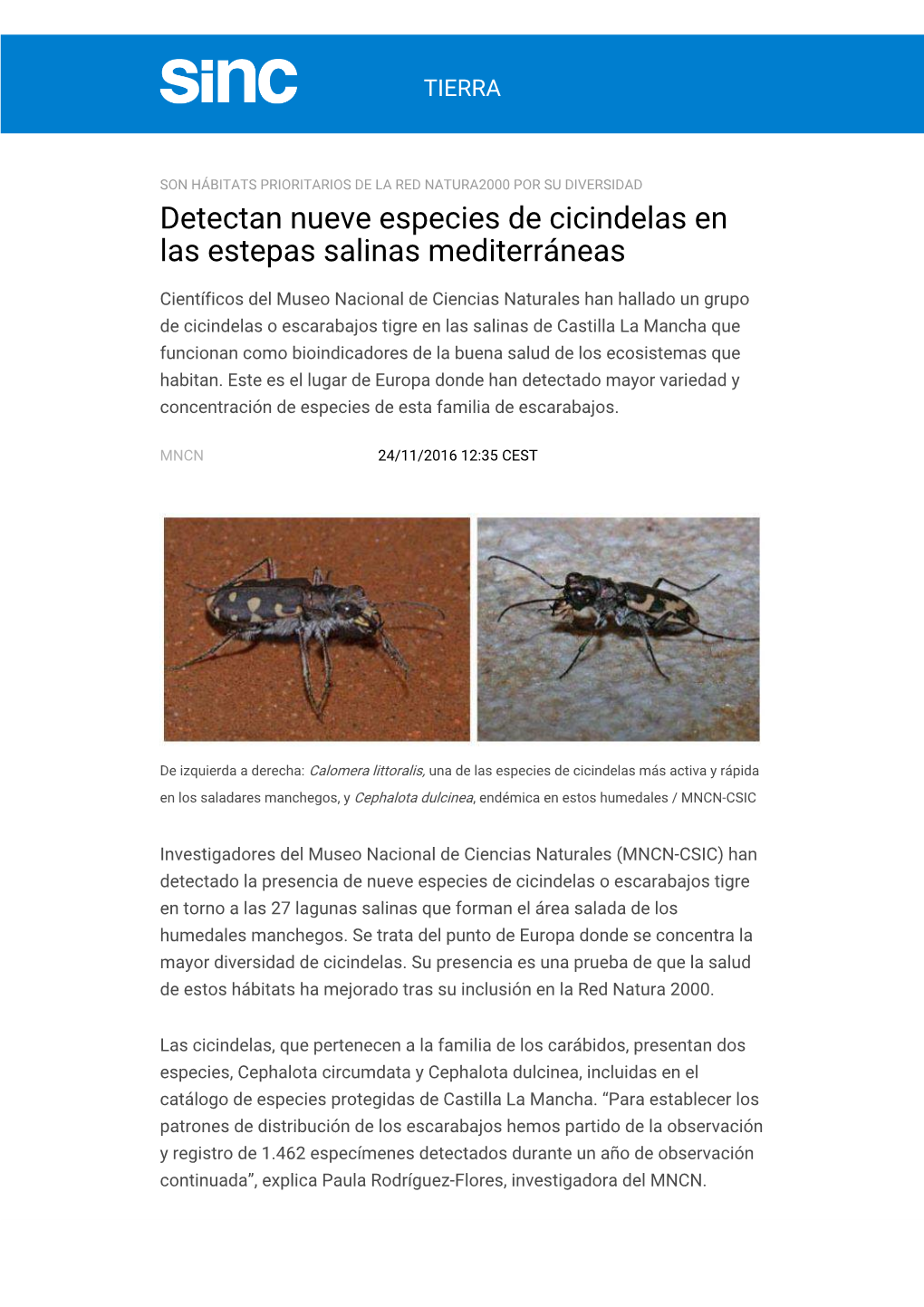 Detectan Nueve Especies De Cicindelas En Las Estepas Salinas Mediterráneas