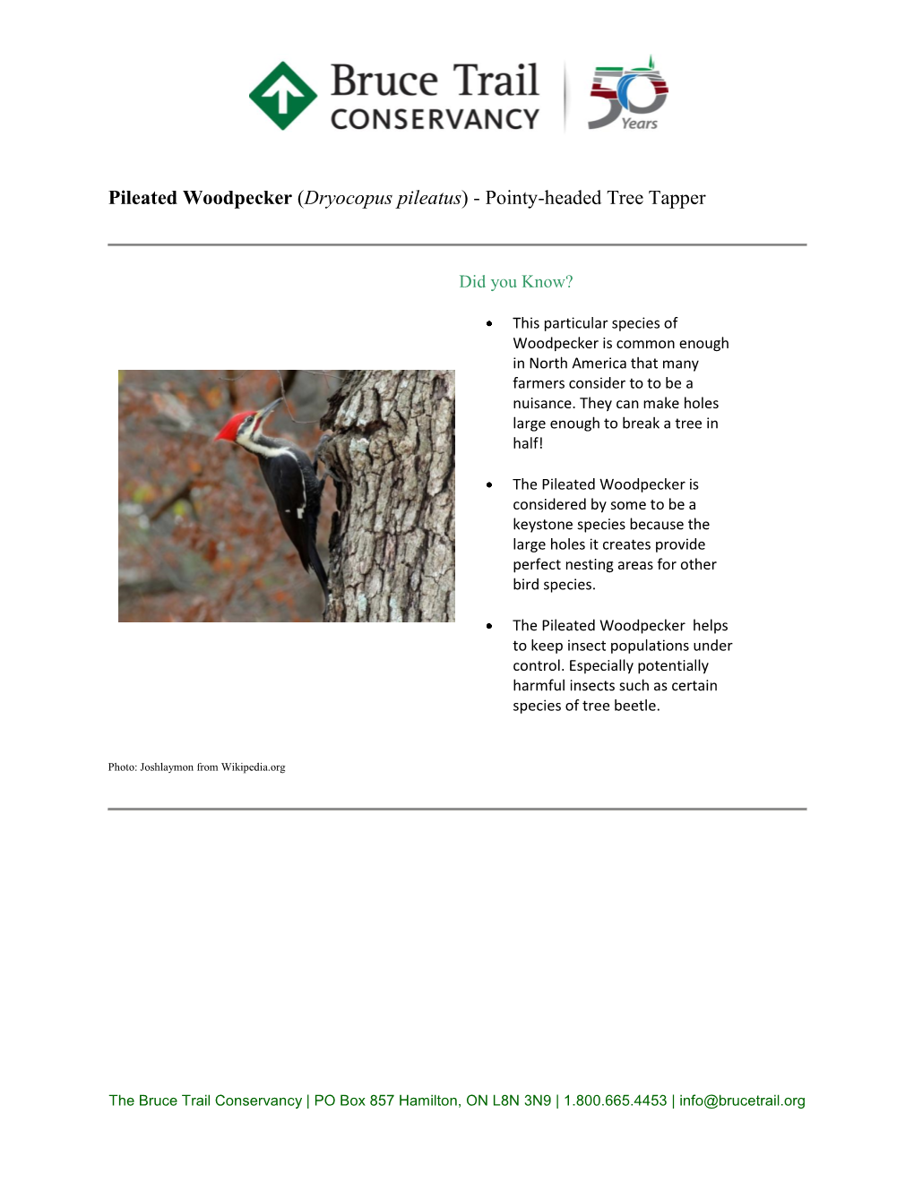 Pileated Woodpecker (Dryocopus Pileatus) - Pointy-Headed Tree Tapper