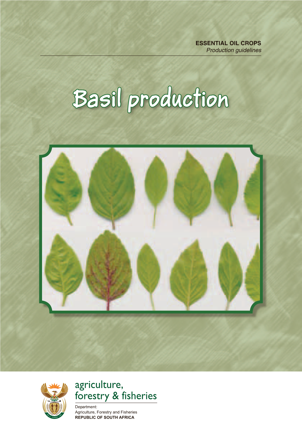 Basil Production