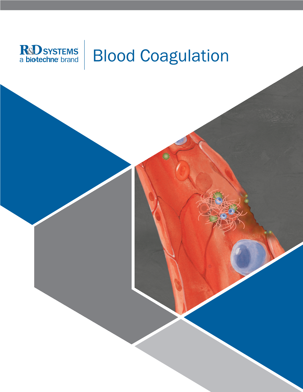 Blood Coagulation Wound Healing