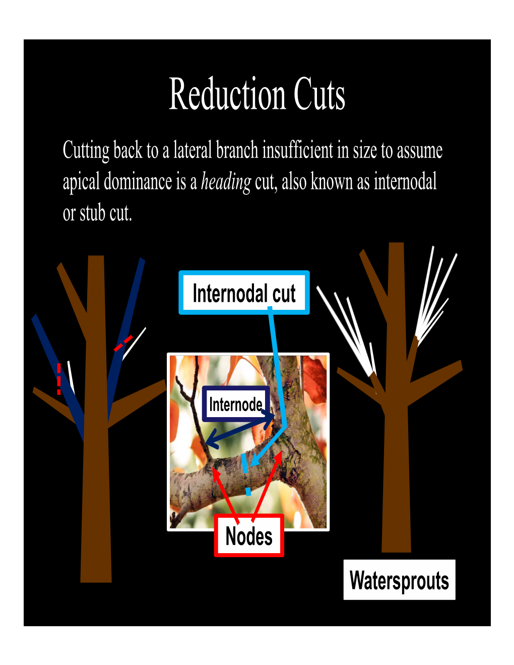 Reduction Cuts Cutting Back to a Lateral Branch Insufficient in Size to Assume Apical Dominance Is a Heading Cut, Also Known As Internodal Or Stub Cut