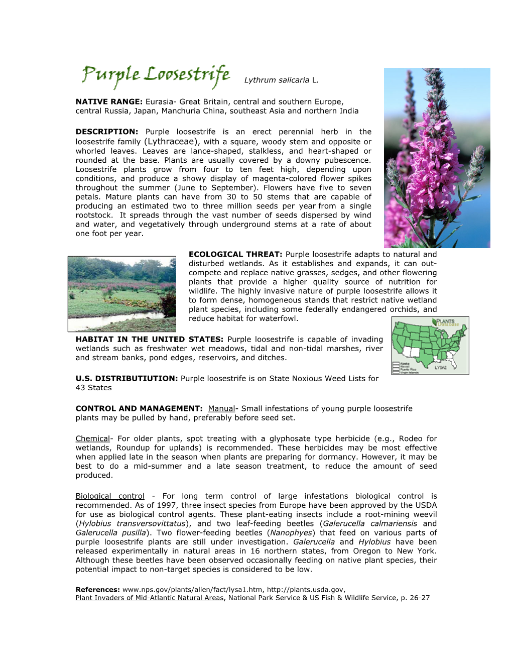 Purple Loosestrife Is an Erect Perennial Herb in the Loosestrife Family (Lythraceae), with a Square, Woody Stem and Opposite Or Whorled Leaves