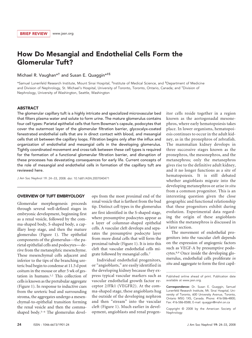 How Do Mesangial and Endothelial Cells Form the Glomerular Tuft?