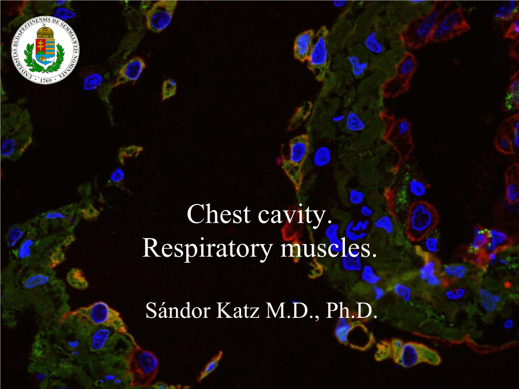 Chest Cavity. Respiratory Muscles