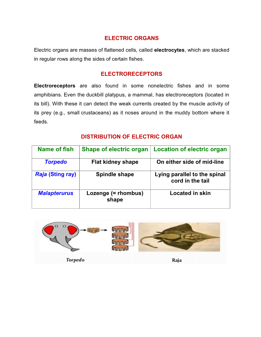 Name of Fish Shape of Electric Organ Location of Electric Organ