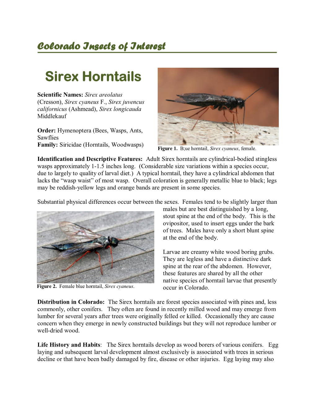 Sirex Horntails