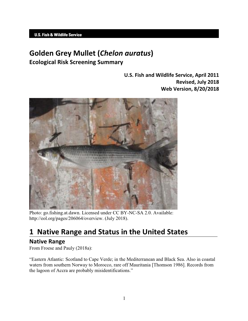 Golden Grey Mullet (Chelon Auratus) Ecological Risk Screening Summary