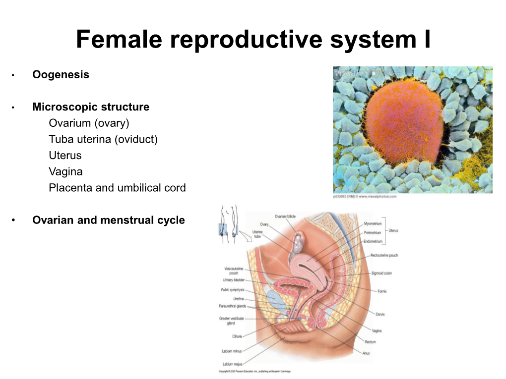 Endometrium (Secretory Phase)