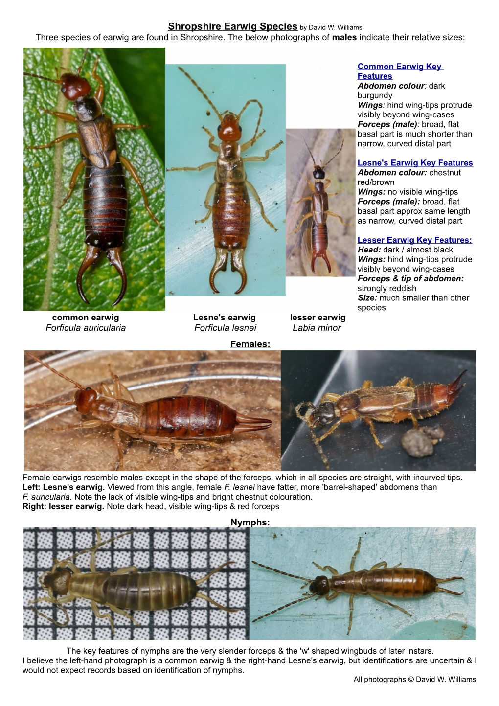 Shropshire Earwig Species by David W. Williams Three Species of Earwig Are Found in Shropshire