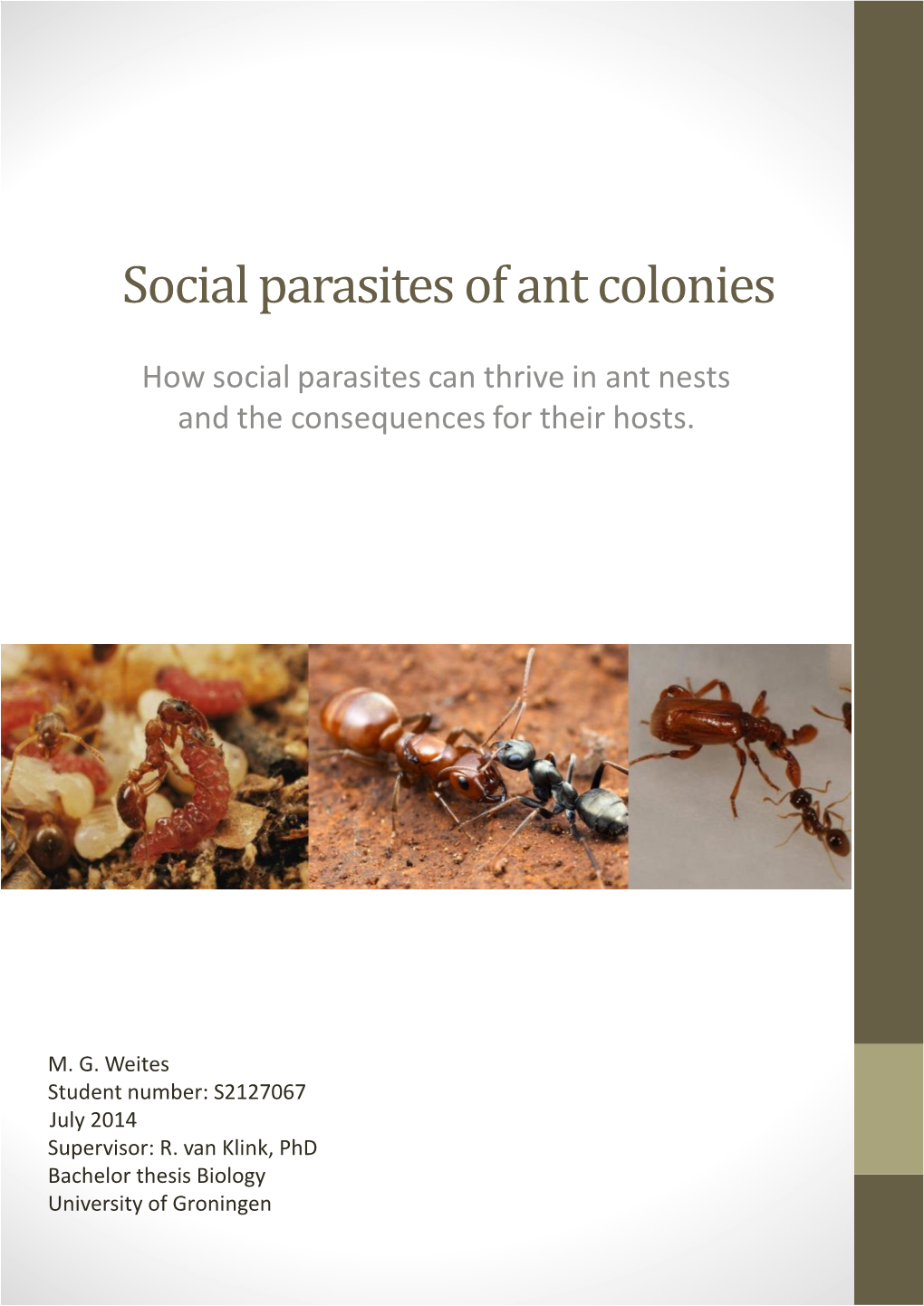 Social Parasites of Ant Colonies