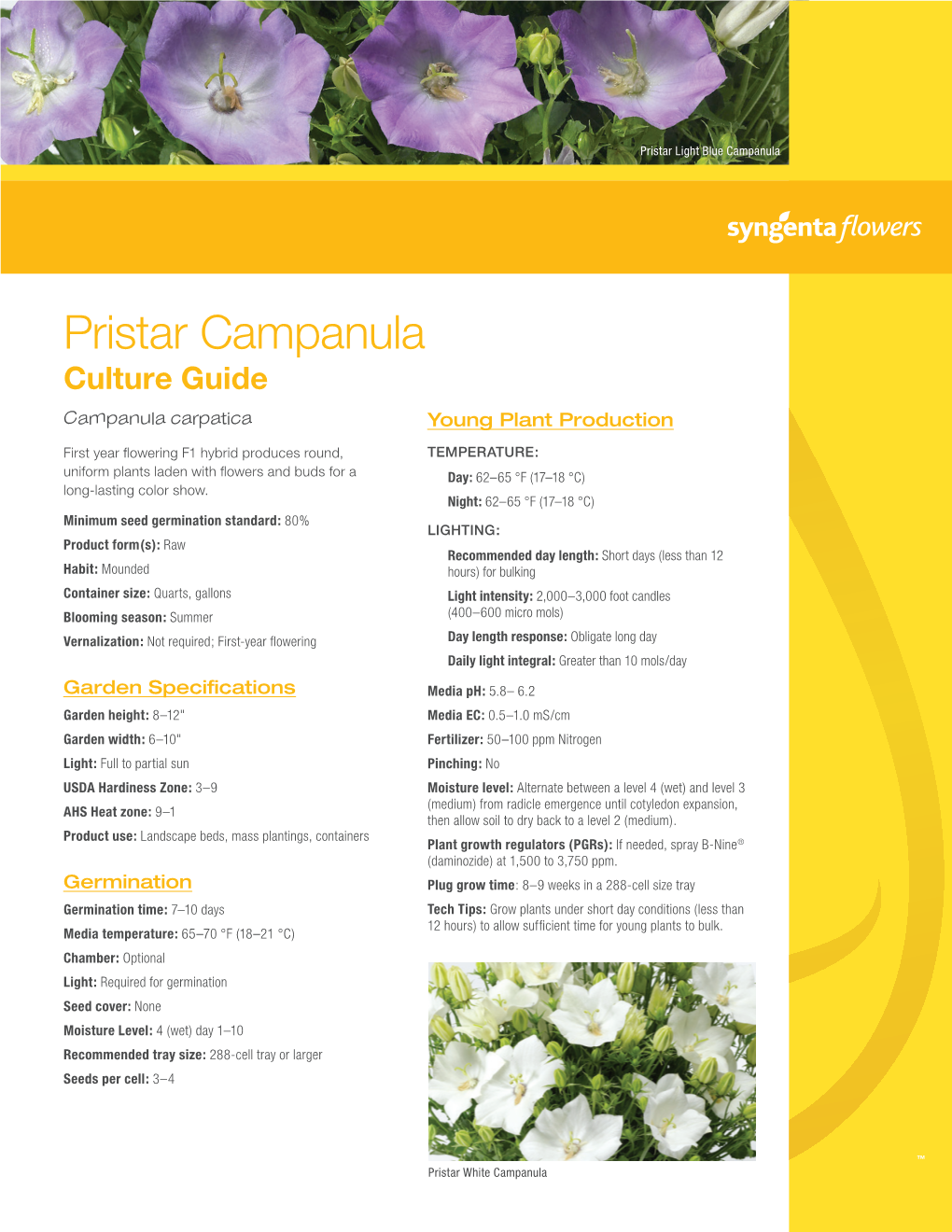 Pristar Campanula Culture Guide Campanula Carpatica Young Plant Production