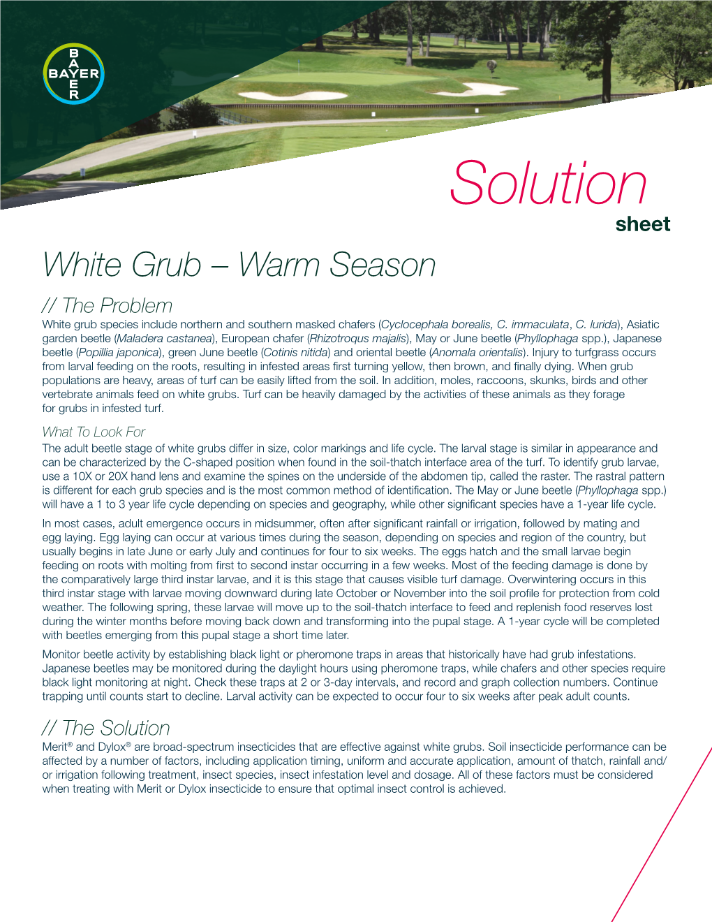 White Grub – Warm Season // the Problem White Grub Species Include Northern and Southern Masked Chafers (Cyclocephala Borealis, C