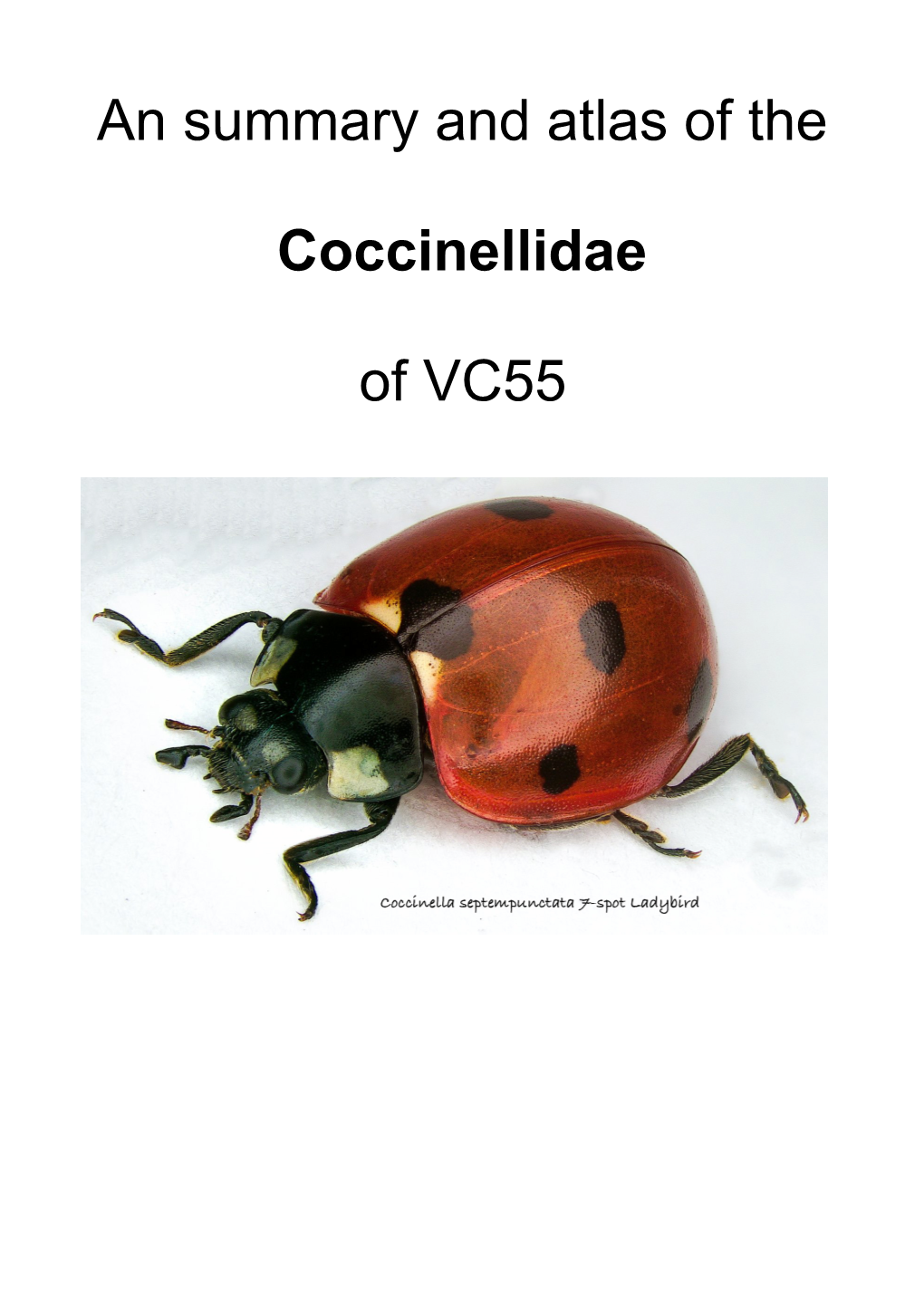 Coccinellidae