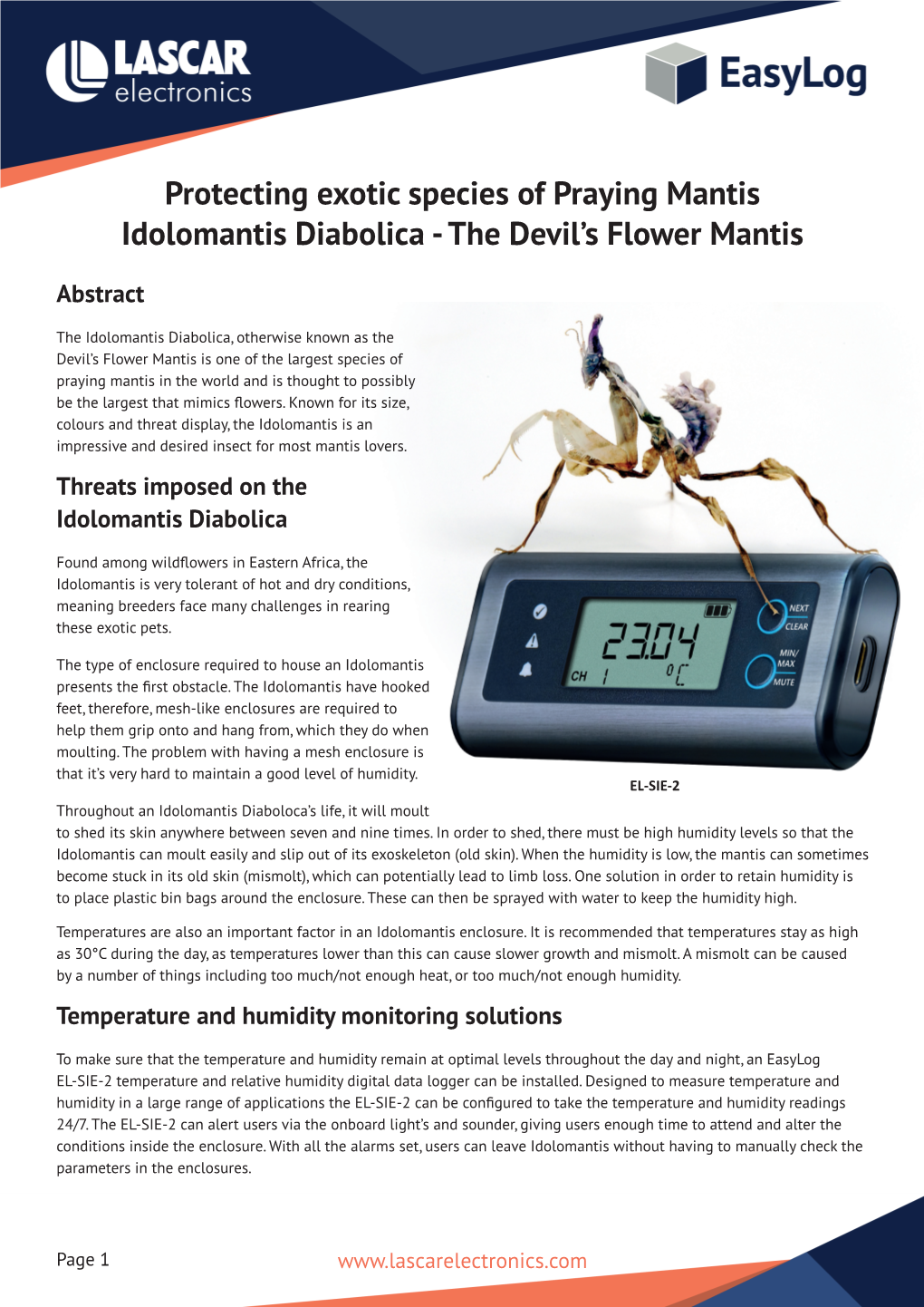 Protecting Exotic Species of Praying Mantis Idolomantis Diabolica - the Devil’S Flower Mantis