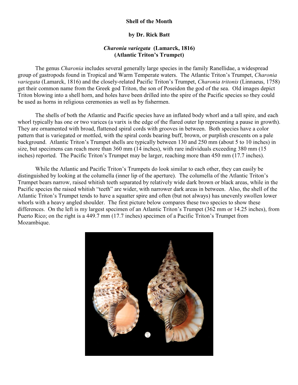 Shell of the Month by Dr. Rick Batt Charonia Variegata (Lamarck, 1816