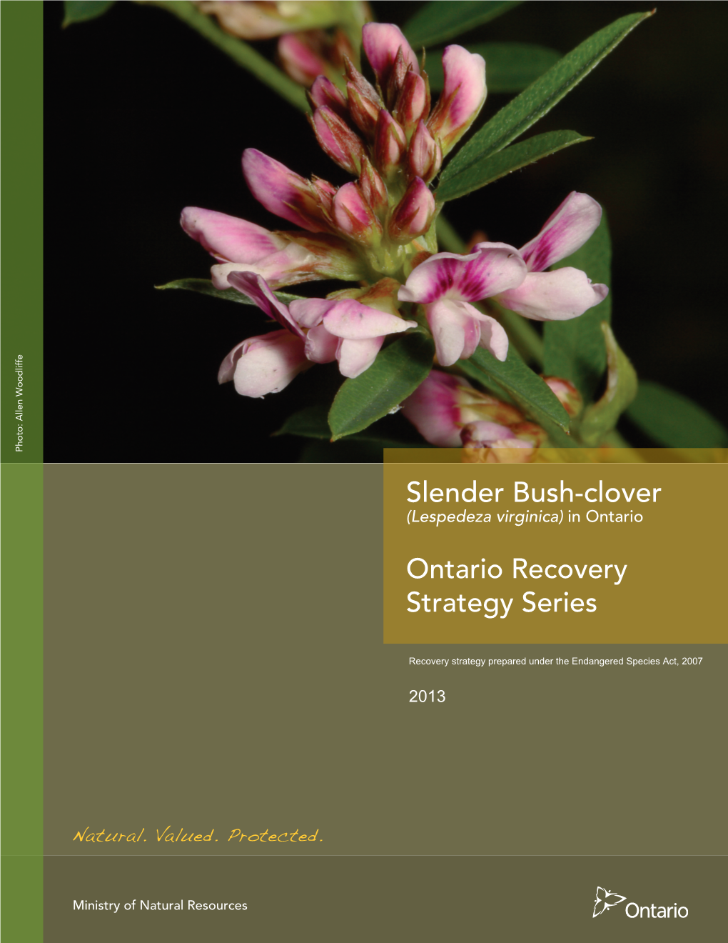 Slender Bush-Clover (Lespedeza Virginica) in Ontario