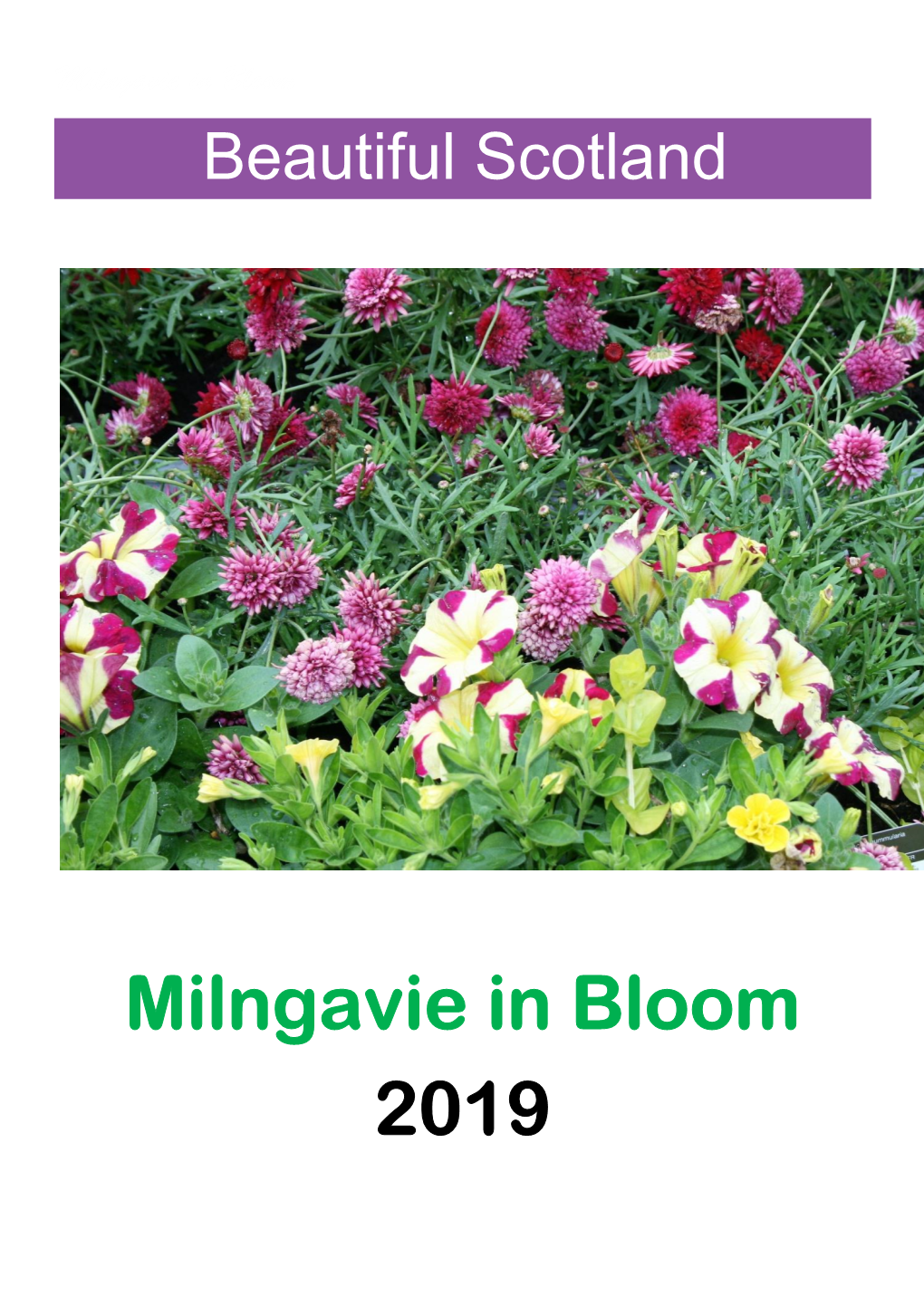 Milngavie in Bloom 2019