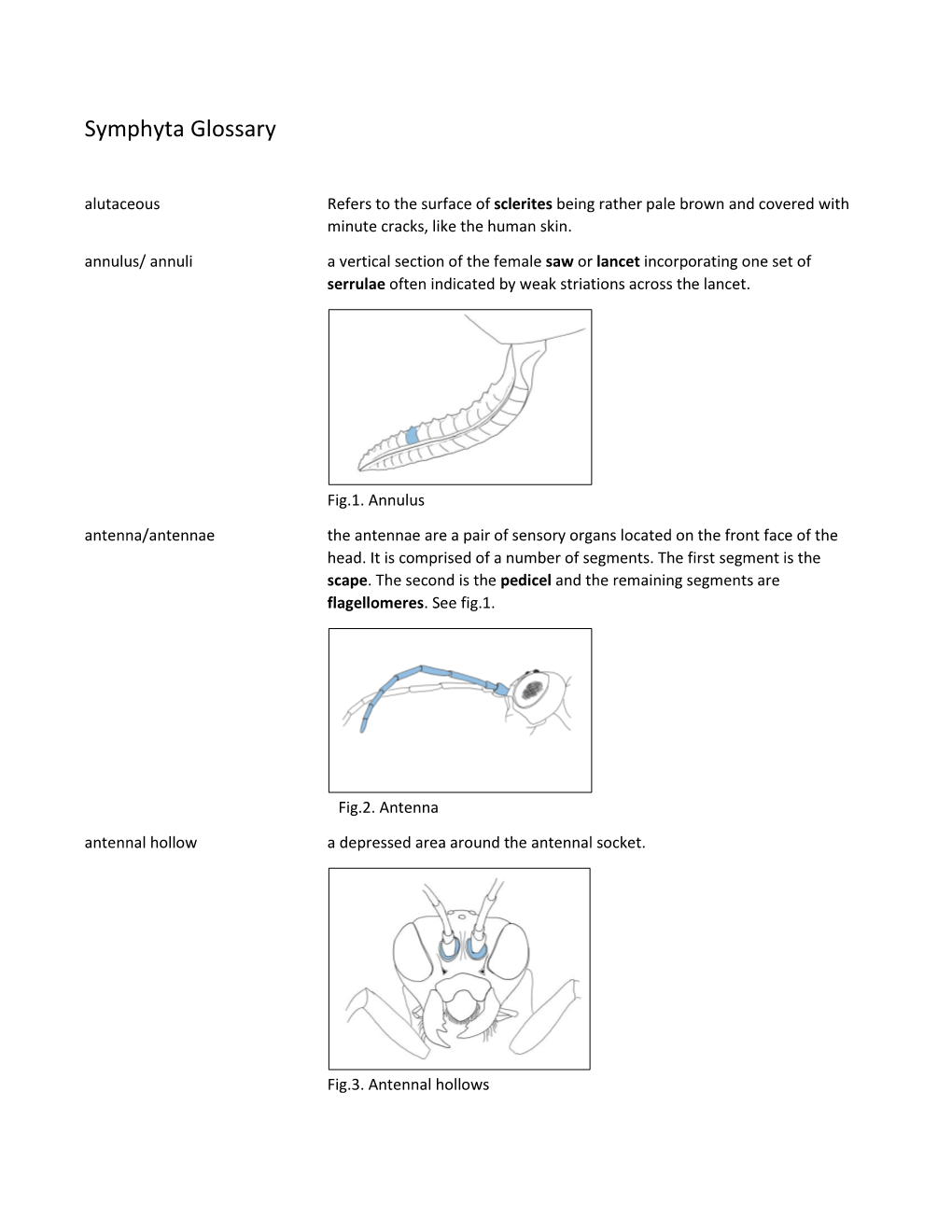 Symphyta Glossary