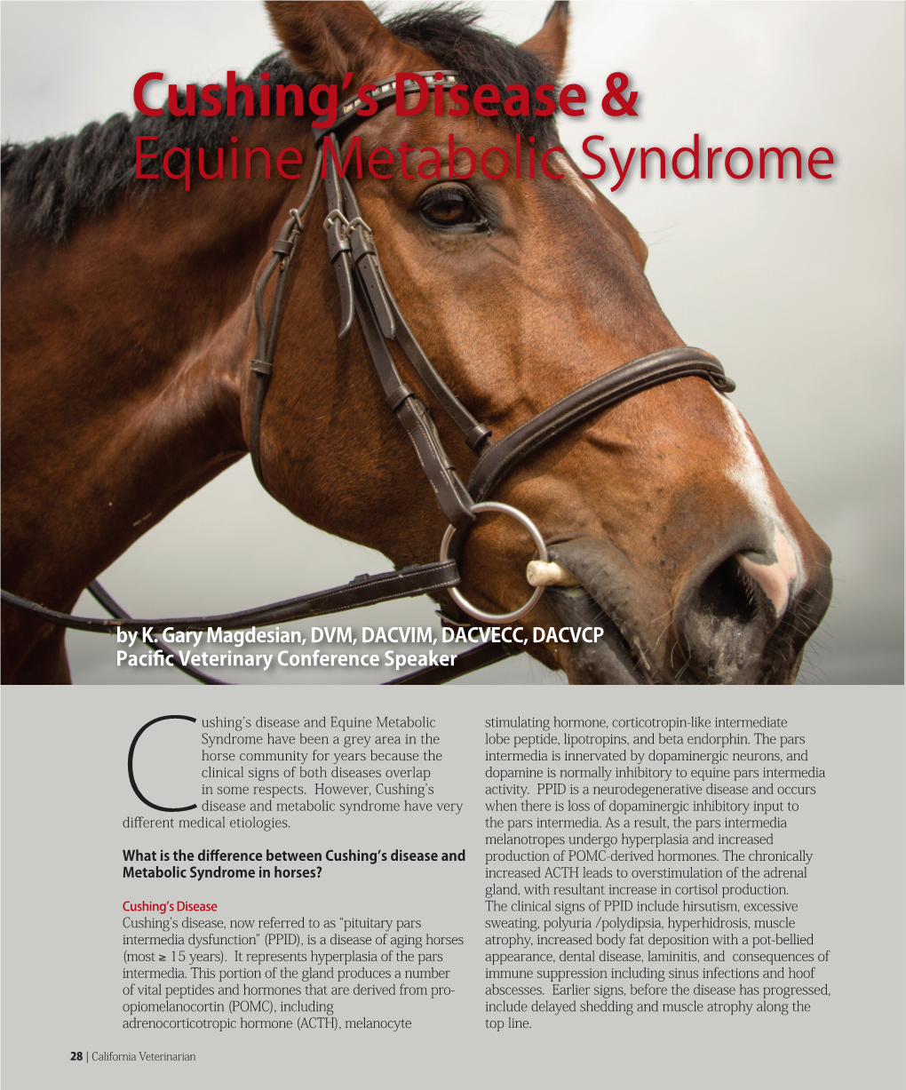 Cushing's Disease & Equine Metabolic Syndrome