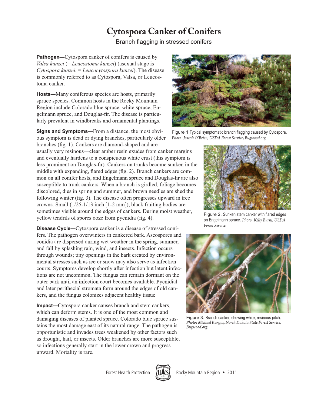 Cytospora Canker of Conifers Branch Flagging in Stressed Conifers