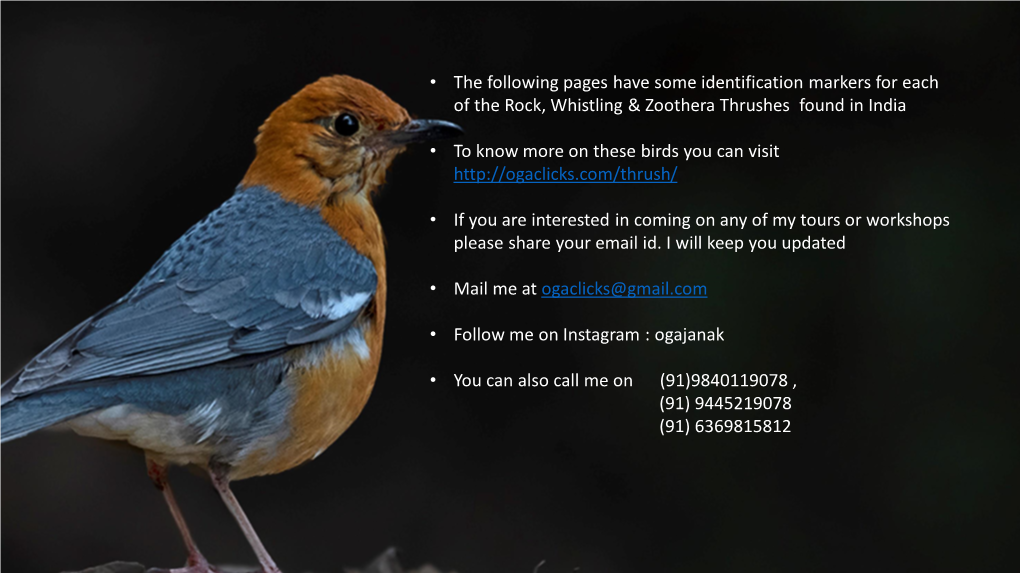 Identification File for Rock-Whistling-Zoothera Thrush