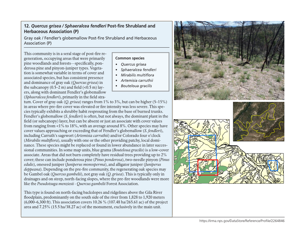 Gray Oak / Fendler's Globemallow Post-Fire Shrubland and Herbaceous