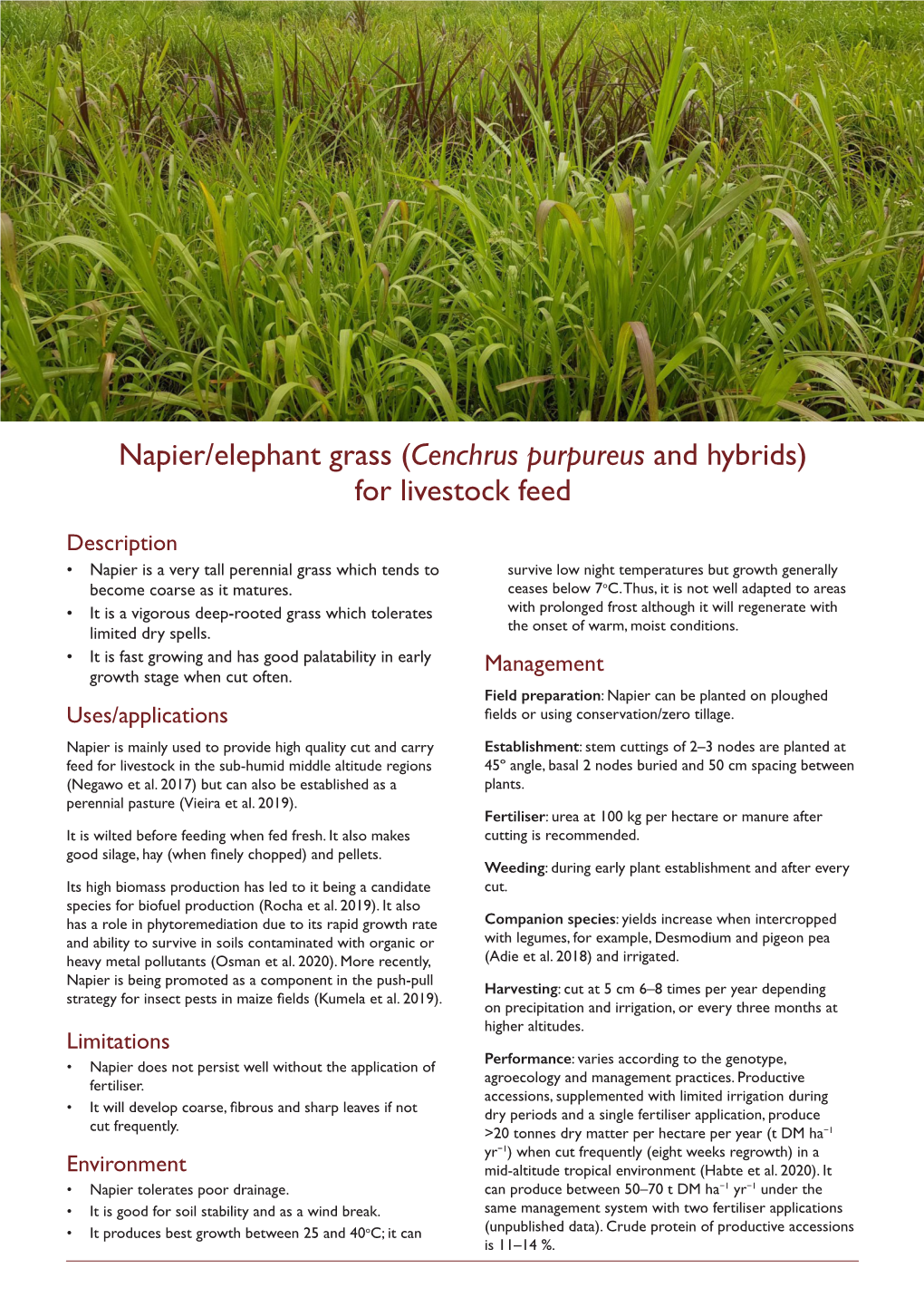 Napier/Elephant Grass (Cenchrus Purpureus and Hybrids) for Livestock Feed