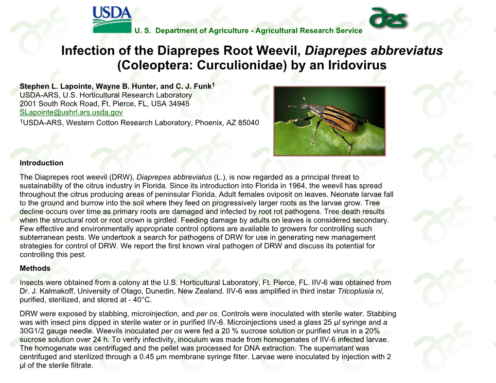 Infection of the Diaprepes Root Weevil by an Iridovirus