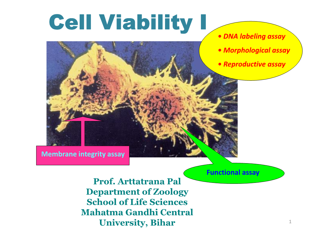 Cell Viability I • DNA Labeling Assay • Morphological Assay • Reproductive Assay