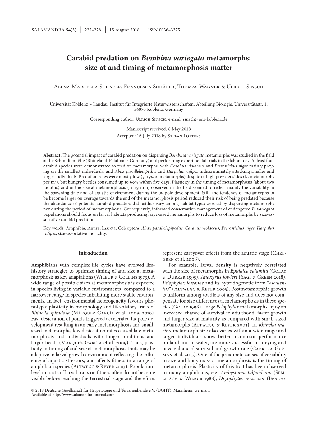 Carabid Predation on Bombina Variegata Metamorphs: Size at and Timing of Metamorphosis Matter