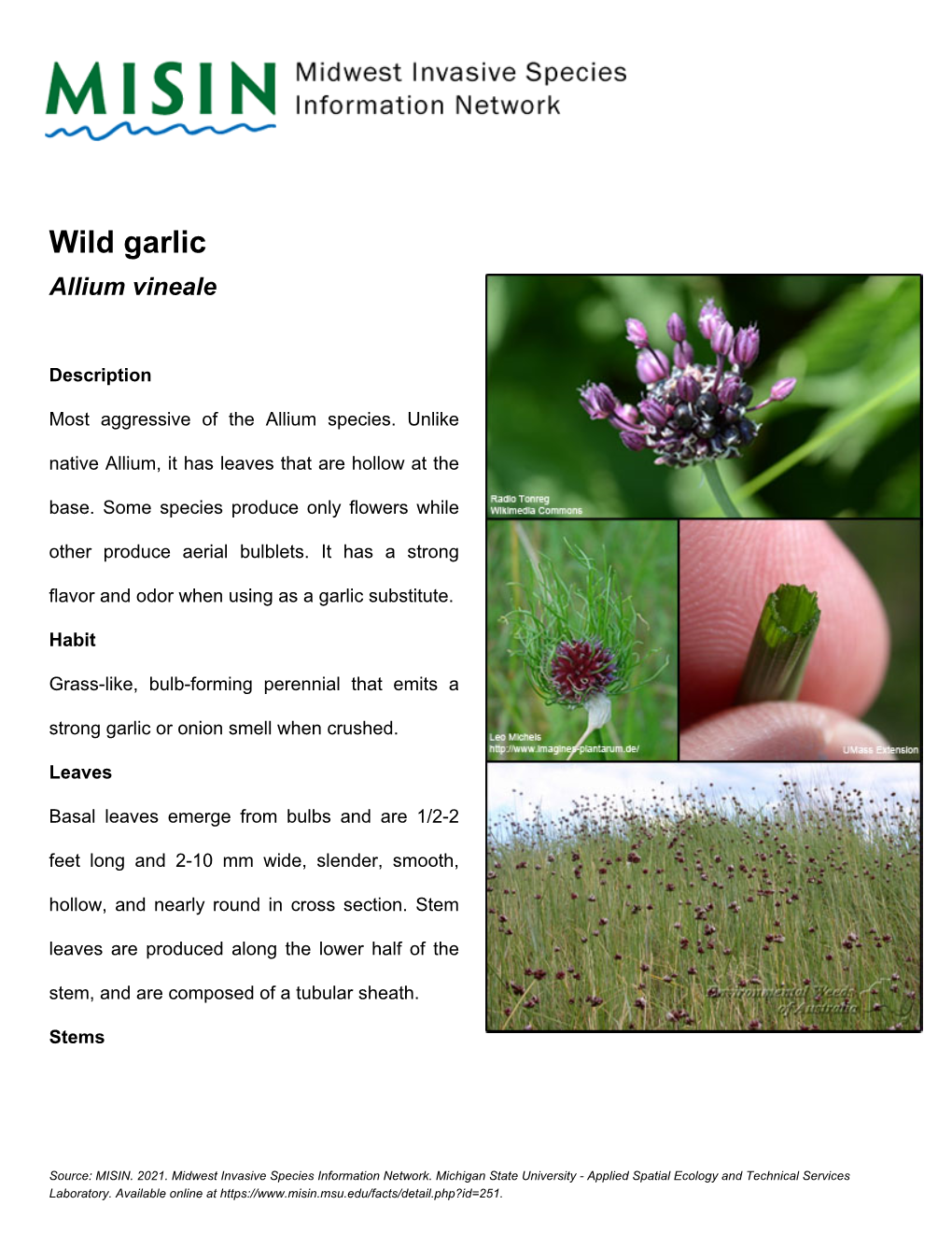 Wild Garlic Allium Vineale